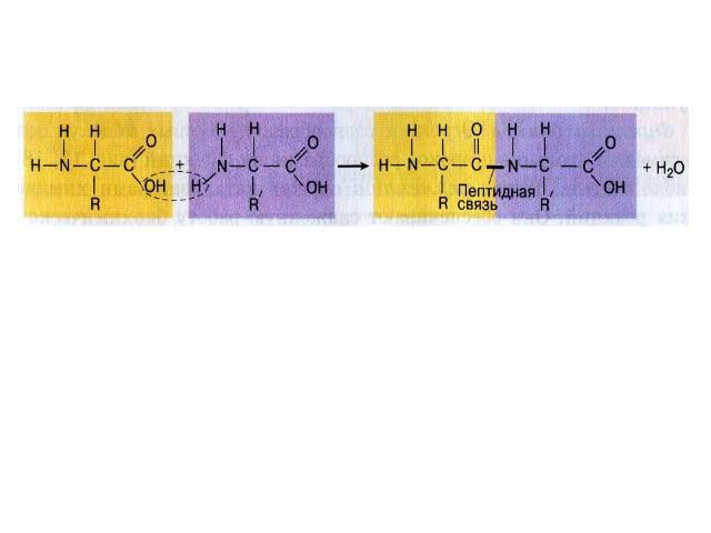 3. Образование пептидных связей между двумя аминокислотами. Белки — это высокомолекулярные азотсодержащие органические соединения, мономерами которых являются аминокислоты.