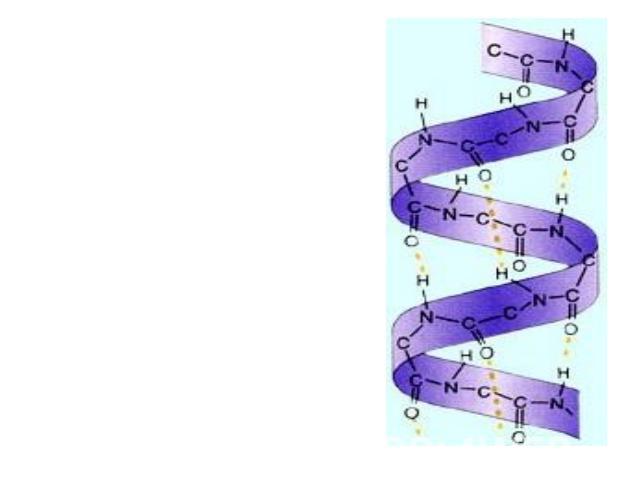 Вторичная структура — локальное упорядочивание фрагмента полипептидной цепи, стабилизированное водородными связями и гидрофобными взаимодействиями.