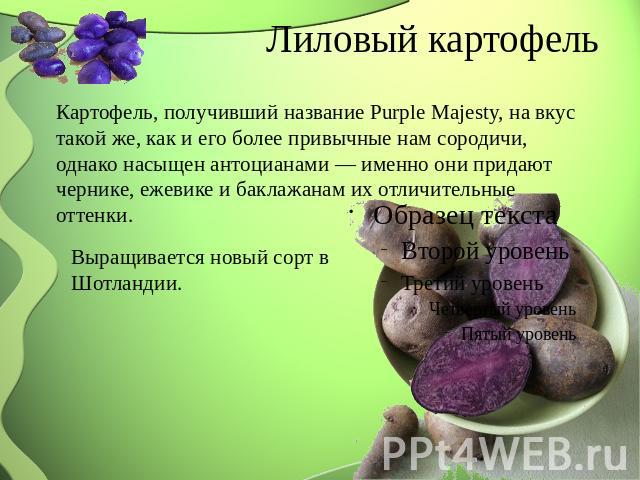 Лиловый картофель Картофель, получивший название Purple Majesty, на вкус такой же, как и его более привычные нам сородичи, однако насыщен антоцианами — именно они придают чернике, ежевике и баклажанам их отличительные оттенки. Выращивается новый сор…