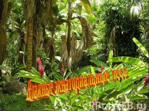 Влажные экваториальные леса
