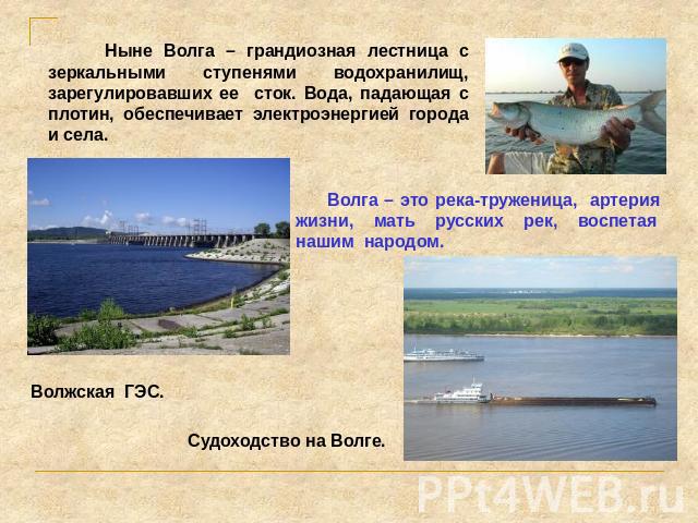 Ныне Волга – грандиозная лестница с зеркальными ступенями водохранилищ, зарегулировавших ее сток. Вода, падающая с плотин, обеспечивает электроэнергией города и села. Волга – это река-труженица, артерия жизни, мать русских рек, воспетая нашим народо…
