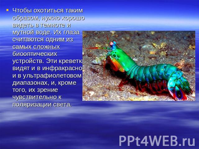 Чтобы охотиться таким образом, нужно хорошо видеть в темноте и мутной воде. Их глаза считаются одним из самых сложных биооптических устройств. Эти креветки видят и в инфракрасном, и в ультрафиолетовом диапазонах, и, кроме того, их зрение чувствитель…