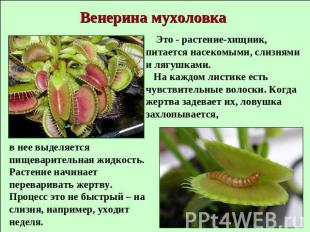Венерина мухоловка Это - растение-хищник, питается насекомыми, слизнями и лягушк