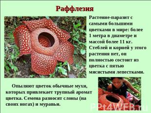 Раффлезия Растение-паразит с самыми большими цветками в мире: более 1 метра в ди