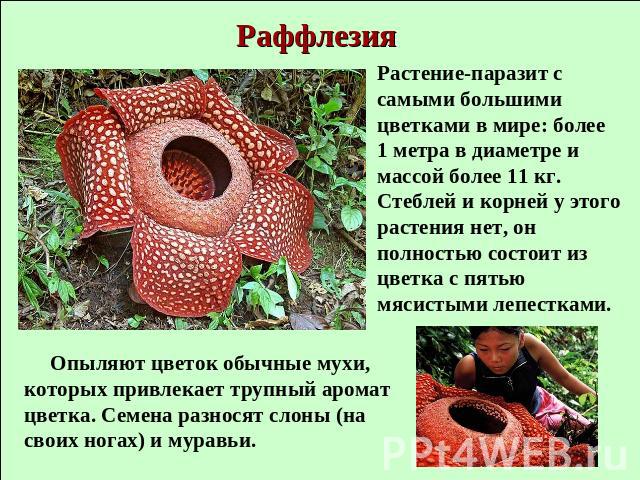 Раффлезия Растение-паразит с самыми большими цветками в мире: более 1 метра в диаметре и массой более 11 кг. Стеблей и корней у этого растения нет, он полностью состоит из цветка с пятью мясистыми лепестками. Опыляют цветок обычные мухи, которых при…