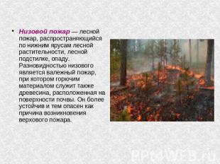 Низовой пожар — лесной пожар, распространяющийся по нижним ярусам лесной растите
