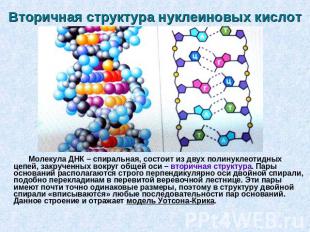 Вторичная структура нуклеиновых кислот Молекула ДНК – спиральная, состоит из дву