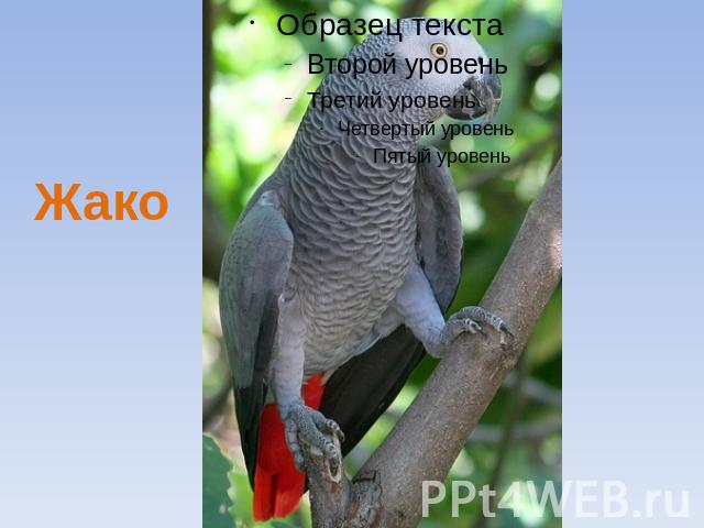 Жако