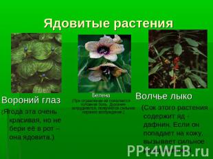 Ядовитые растения Вороний глаз(Ягода эта очень красивая, но не бери её в рот – о