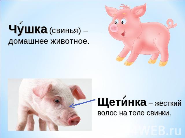 Чушка (свинья) – домашнее животное. Щетинка – жёсткийволос на теле свинки.