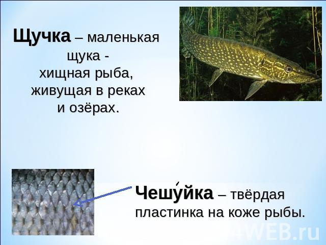 Щучка – маленькая щука -хищная рыба, живущая в рекахи озёрах. Чешуйка – твёрдая пластинка на коже рыбы.