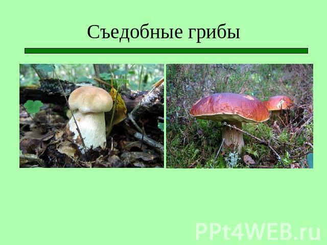 Съедобные грибы Белый гриб