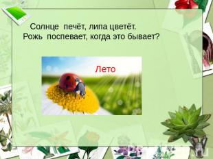 Солнце печёт, липа цветёт. Рожь поспевает, когда это бывает? Лето