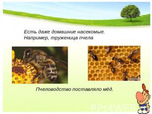 Есть даже домашние насекомые. Например, труженица пчела Пчеловодство поставляло