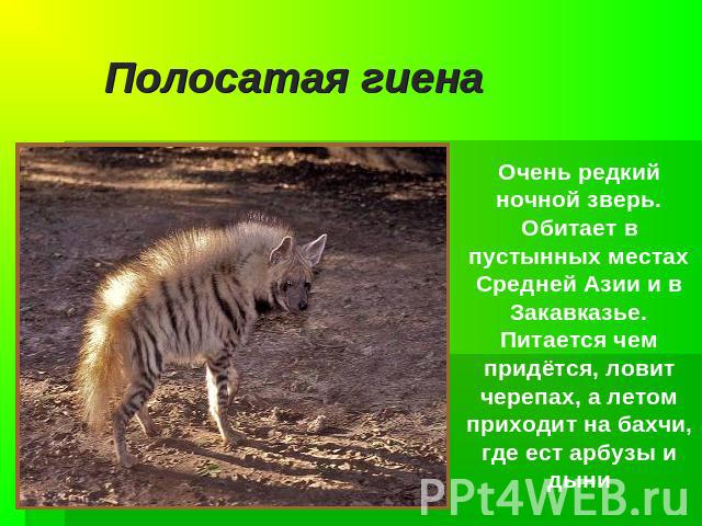 Полосатая гиена Очень редкий ночной зверь. Обитает в пустынных местах Средней Азии и в Закавказье. Питается чем придётся, ловит черепах, а летом приходит на бахчи, где ест арбузы и дыни