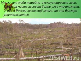 Много лет люди нещадно эксплуатировали леса. Большая часть лесов на Земле уже ун