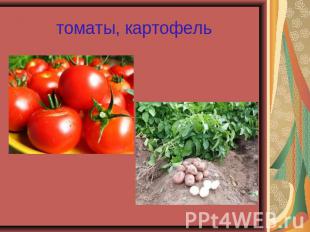 томаты, картофель