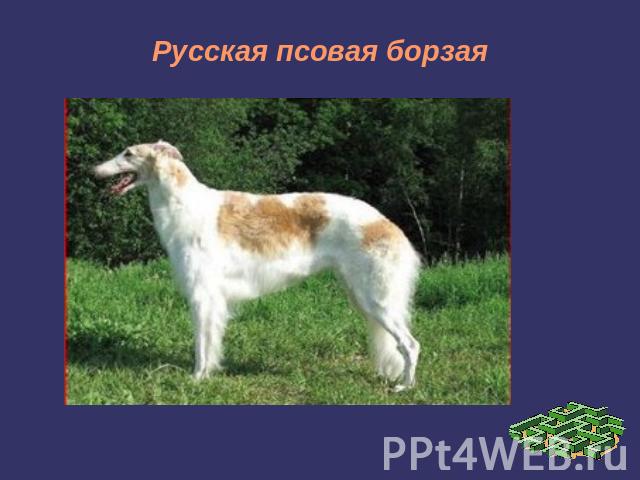 Русская псовая борзая