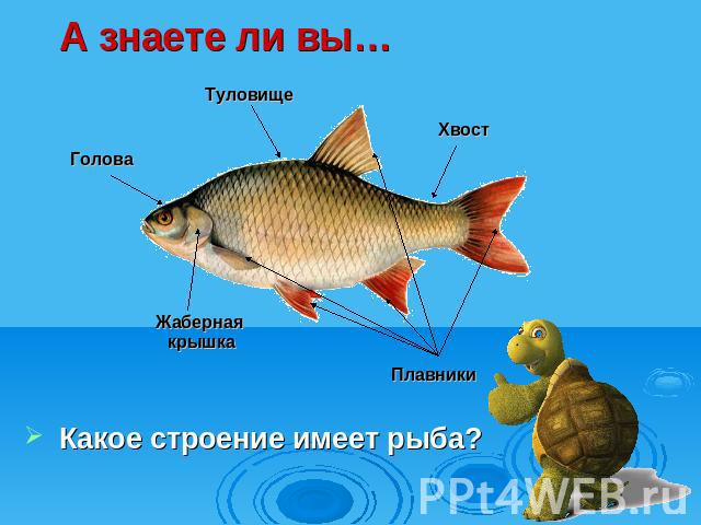 А знаете ли вы… Какое строение имеет рыба?