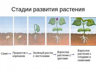 Стадии развития растения Семя Проросток с корешком Зелёный росток с листочками В