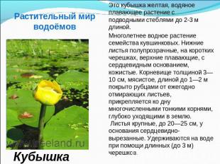 Растительный мир водоёмов Это кубышка желтая, водяное плавающее растение с подво