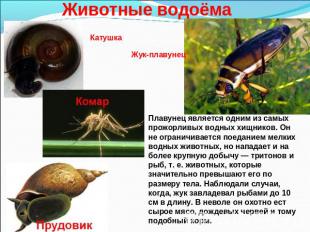 Животные водоёма КатушкаЖук-плавунец Плавунец является одним из самых прожорливы