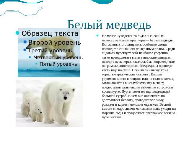 Белый медведь Не менее нуждается во льдах и снежных наносах основной враг нерп — белый медведь. Вся жизнь этого хищника, особенно самца, проходит в скитаниях по ледяным полям. Среди льдов он чувствует себя наиболее уверенно, легко преодолевает вплав…