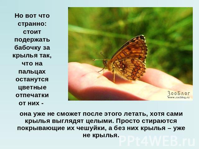 Но вот что странно: стоит подержать бабочку за крылья так, что на пальцах останутся цветные отпечатки от них - она уже не сможет после этого летать, хотя сами крылья выглядят целыми. Просто стираются покрывающие их чешуйки, а без них крылья – уже не…