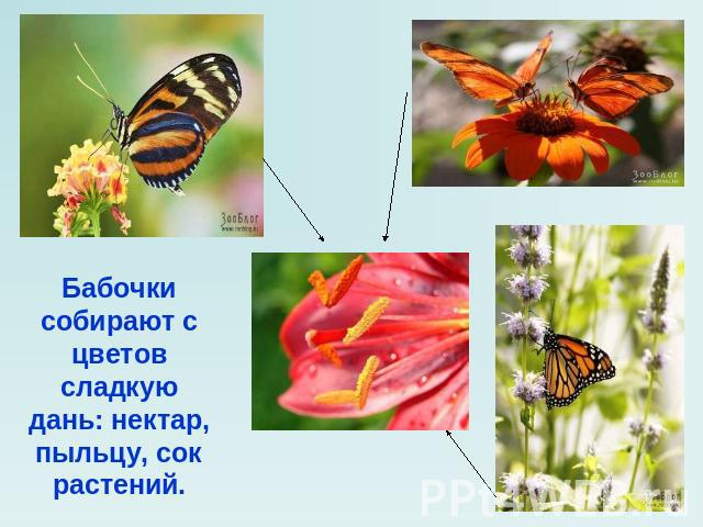 Бабочки собирают с цветов сладкую дань: нектар, пыльцу, сок растений.