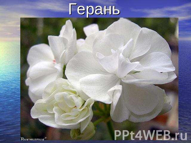 Герань