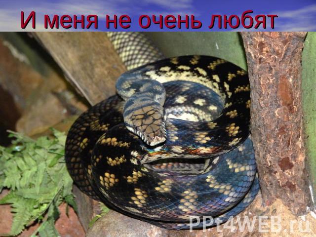 И меня не очень любят