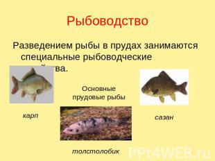 Рыбоводство Разведением рыбы в прудах занимаются специальные рыбоводческие хозяй