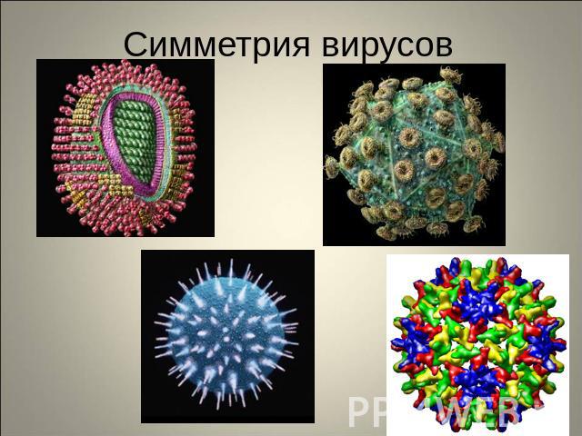 Симметрия вирусов