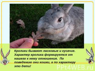Кролики бывают ласковые и кусачие. Характер кролика формируется от нашего к нему