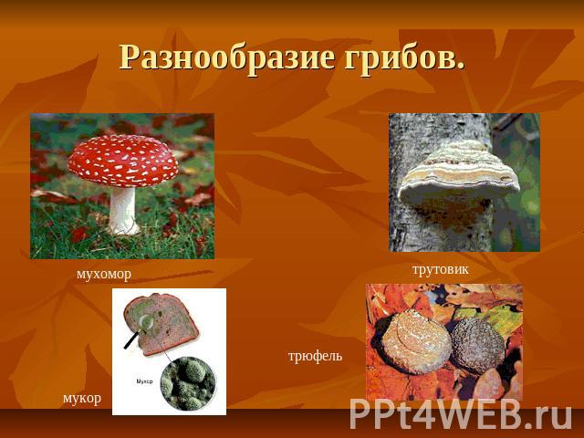 Разнообразие грибов. мухомор мукор трутовик трюфель