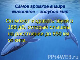 Самое громкое в мире животное – голубой кит Он может издавать звуки в 188 дБ, ко