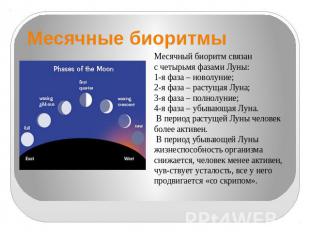 Месячные биоритмы Месячный биоритм связан с четырьмя фазами Луны: 1-я фаза – нов