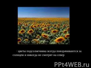 · цветы подсолнечника всегда поворачиваются за солнцем и никогда не смотрят на с