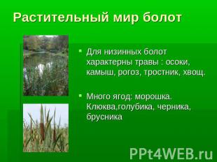 Растительный мир болот Для низинных болот характерны травы : осоки, камыш, рогоз