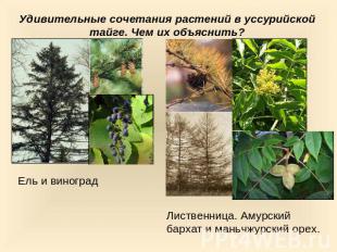 Удивительные сочетания растений в уссурийской тайге. Чем их объяснить? Ель и вин