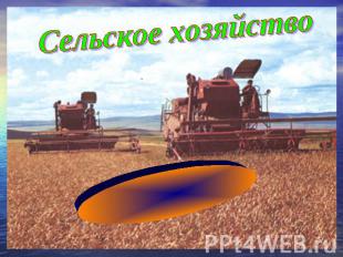 Сельское хозяйство Зерновое хозяйство