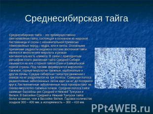 Среднесибирская тайга Среднесибирская тайга – это преимущественно светлохвойная