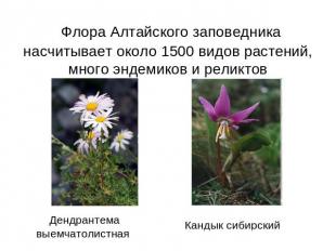 Флора Алтайского заповедника насчитывает около 1500 видов растений, много эндеми