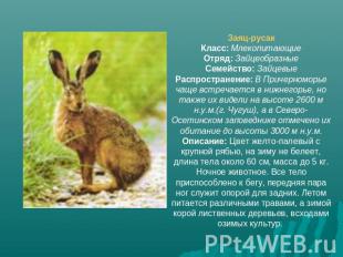 Заяц-русакКласс: МлекопитающиеОтряд: ЗайцеобразныеСемейство: ЗайцевыеРаспростран