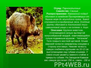 Отряд: ПарнокопытныеСемейство: СвиныеРаспространение: Кавказский подвид обитает