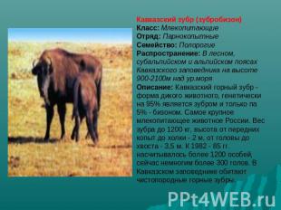Кавказский зубр (зубробизон)Класс: МлекопитающиеОтряд: ПарнокопытныеСемейство: П