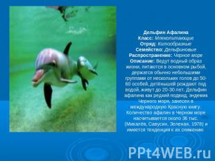 Дельфин АфалинаКласс: МлекопитающиеОтряд: КитообразныеСемейство: ДельфиновыеРасп
