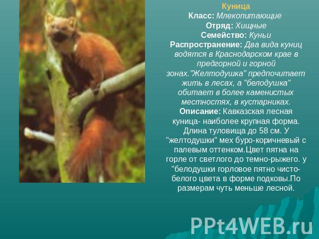 КуницаКласс: Млекопитающие Отряд: ХищныеСемейство: КуньиРаспространение: Два вида куниц водятся в Краснодарском крае в предгорной и горной зонах.