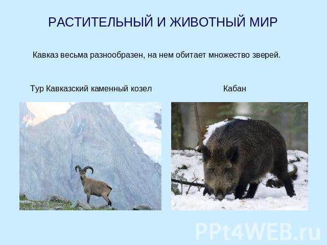 РАСТИТЕЛЬНЫЙ И ЖИВОТНЫЙ МИР Кавказ весьма разнообразен, на нем обитает множество зверей. Тур Кавказский каменный козел Кабан