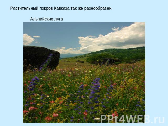 Растительный покров Кавказа так же разнообразен. Альпийские луга